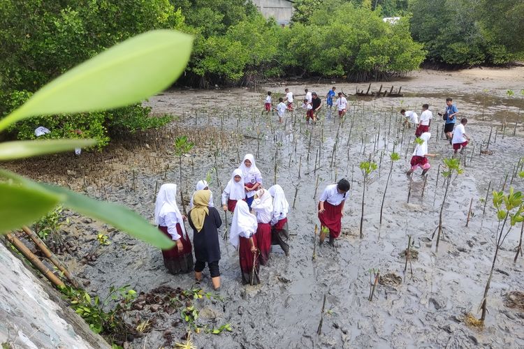 Puluhan Anak SDN 15  Banawa, Donggala menanam Puluhan Bibit Mangrove, Selasa (26/7/2022). 