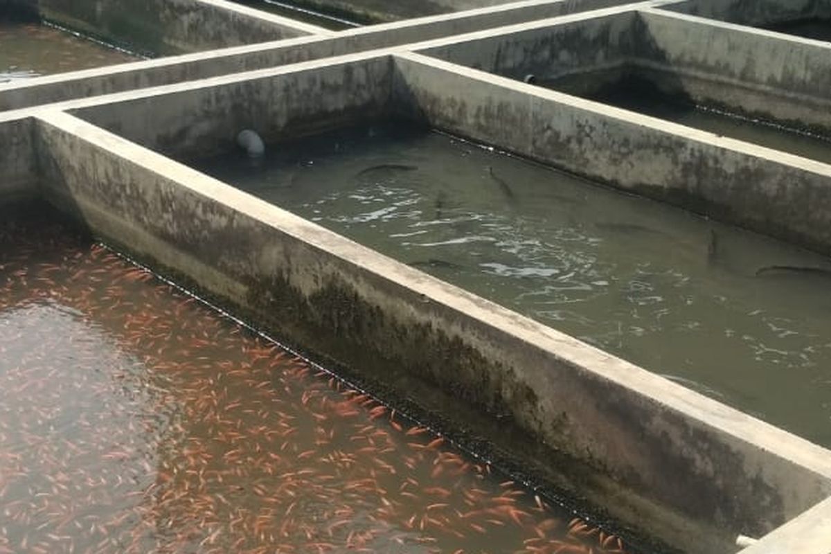 Ilustrasi Kolam Beton Sebagai Wadah Budidaya Ikan