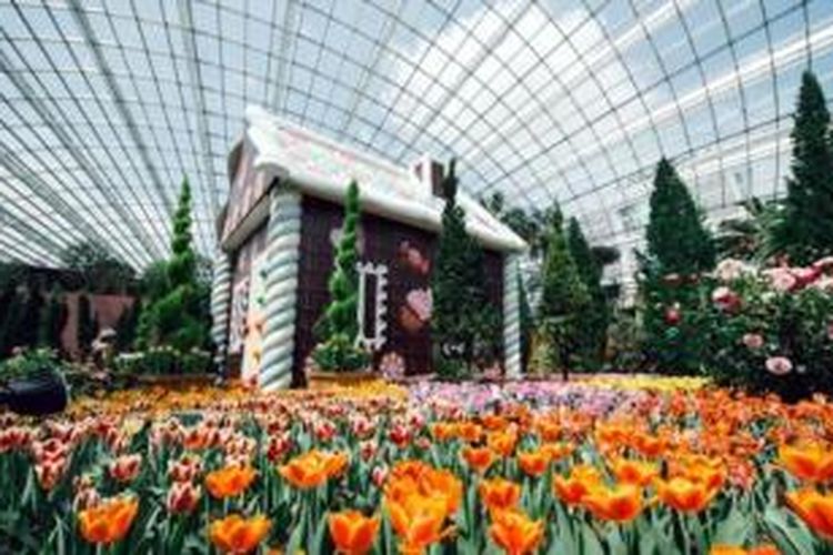 Ada 75 ribu bunga tulip bermekaran di Gardens by the Bay, Singapura.