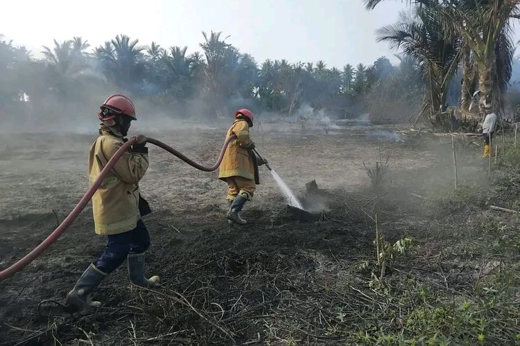 Diduga Gara-gara Puntung Rokok, Kebun Sawit di Bambaira Pasangkayu Hangus Terbakar