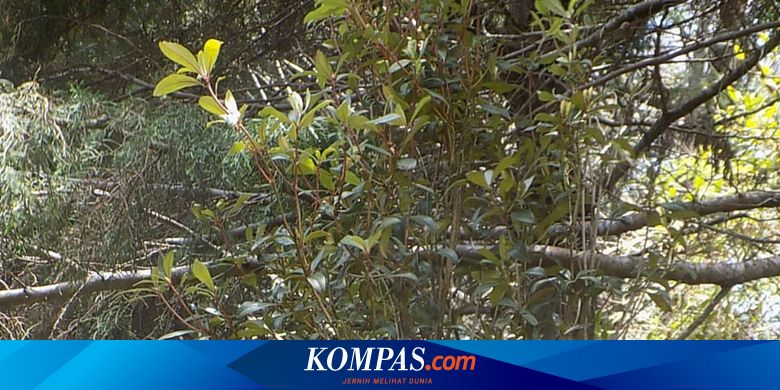 Seri Flora Nusantara: Rhododendron Loerzingii, Pernah Dianggap Punah