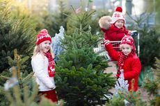 4 Cara Menjaga Pohon Natal Asli Tetap Hidup dan Segar