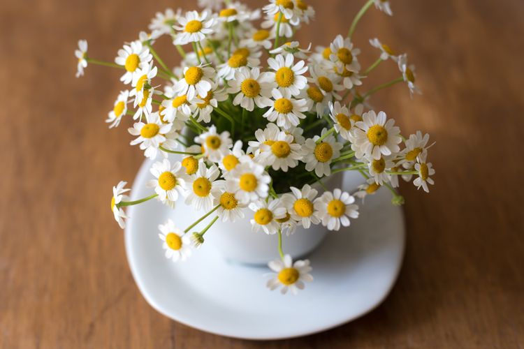 Kamomil adalah tanaman hias yang berfungsi ganda, selain mempercantik ruangan, wangi kamomil juga bisa digunakan untuk meredakan stres.