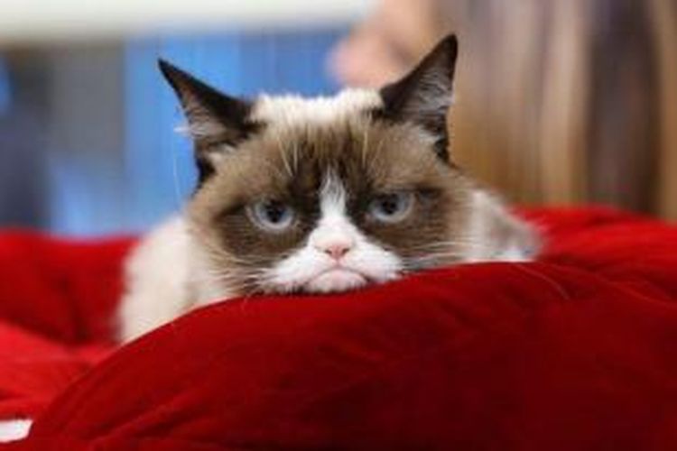Grumpy, kucing berwajah murung ini berhasil meraup penghasilan sebesar Rp 1,2 triliun dalam dua tahun terakhir.