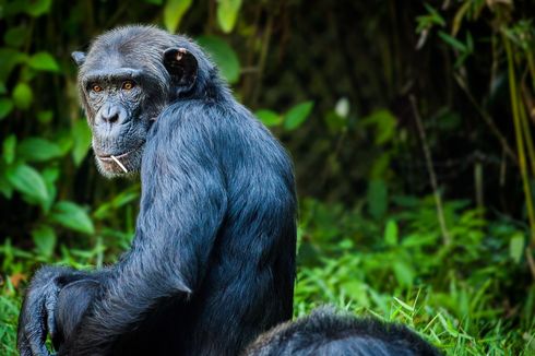 Simpanse Gunakan Alat Batu yang Berbeda untuk Memecah Kacang