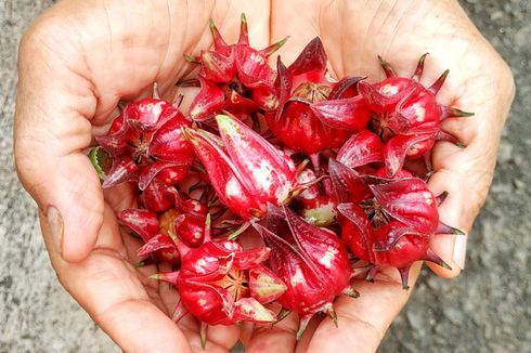 Manfaat Bunga Rosella untuk Kesehatan, Diyakini Bisa Cegah Kanker