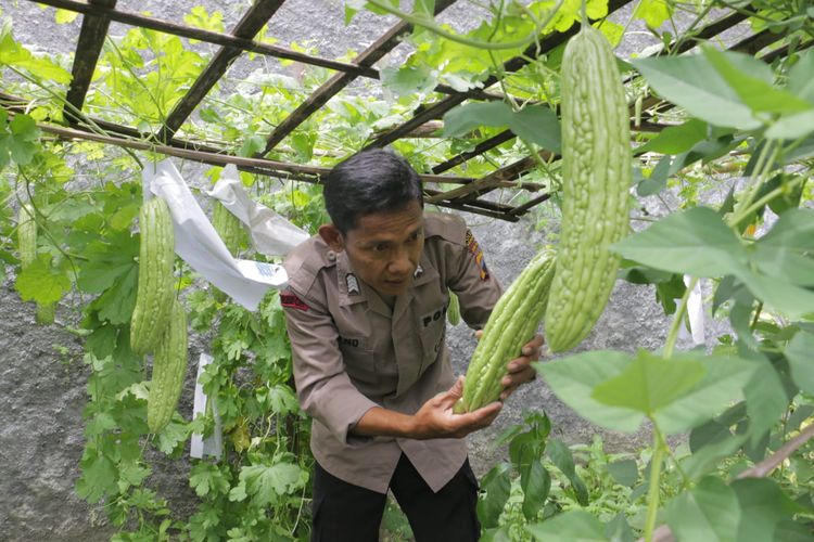 Bripka Sarno (43) merawat tanaman sayur di lahan kosong samping rumahnya di Desa Kalijerak, Kabupaten Kebumen, Jawa Tengah, Selasa (10/1/2023).