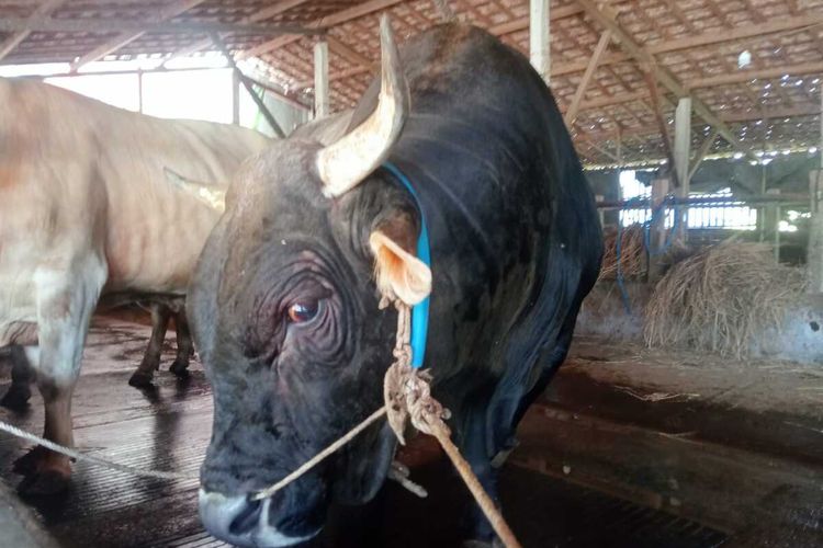Dulu Laku 300 Ekor Sekarang cuma 50, Ini Biang Kerok yang Bikin Pengusaha Sapi Kurban di Meteseh Gigit Jari