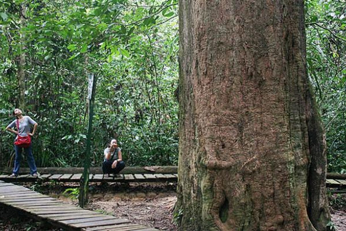 Pohon ulin setinggi 20 meter dan berdiameter 2,47 meter ini merupakan ulin terbesar di Indonesia, juga dunia. Pohon yang diperkirakan berumur 1.000 tahun ini menjadi ikon Wisata Alam Sangkima, bagian terluar dari Taman Nasional Kutai, hutan hujan tropis dataran rendah di Kabupaten Kutai Timur, Kalimantan Timur.


