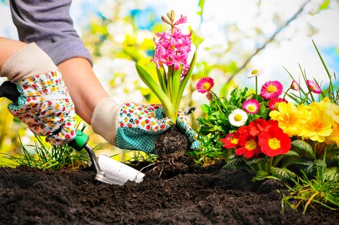 6 Mitos Berkebun yang Tidak Perlu Dipercaya