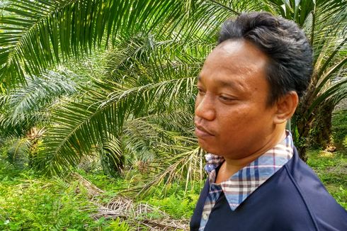 Pohon Kelapa Sawit yang Ditabrak Mobil Hakim PN Medan Jamaludin Kini Tumbang, Ini Cerita Pemilik Kebun