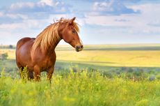 4 Cara Membangun Ikatan dengan Kuda Peliharaan