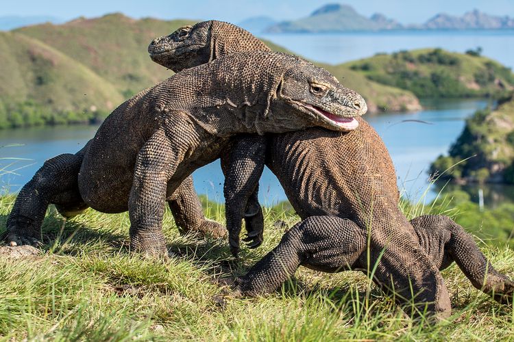 Two Komodo dragons on the island of the same name in East Nusa Tenggara Province. The islands Komodo National Park is a favorite tourist destination in Indonesia for adventurous and curious travelers.