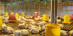 Harga Ayam Ditingkat Peternak Mulai Naik, Masyarakat Tak Perlu Panik