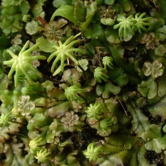 Marchantia polymorpha, with antheridial and archegonial stalks.  