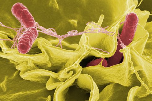 Apakah Infeksi Salmonella Bisa Sebabkan Kematian?