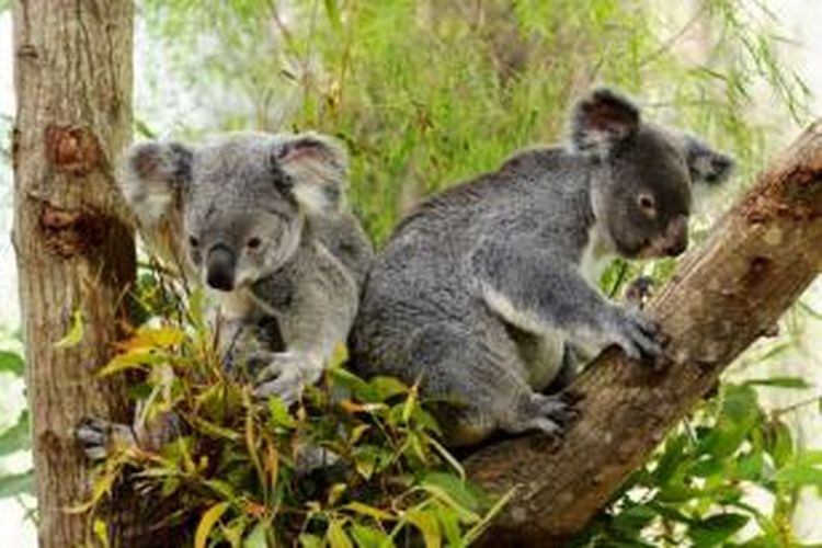 Koala di Singapore Zoo