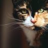 Siswa, Ternyata Ini 4 Fungsi Kumis pada Kucing