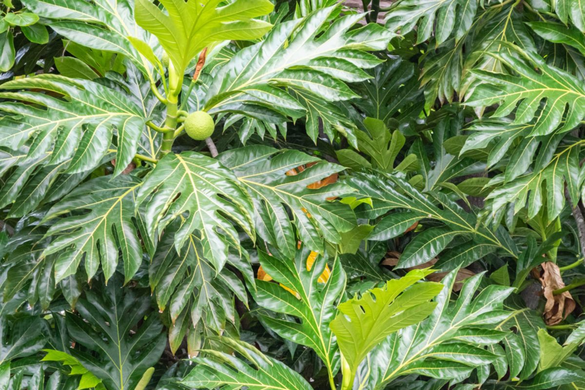 Ilustrasi pohon sukun, tanaman sukun, daun sukun. 