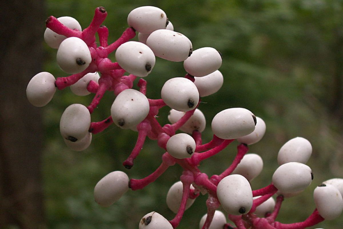 Actaea pachypoda atau mata boneka, tumbuhan beracun yang bisa bikin serangan jantung