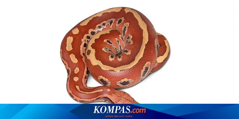 13 Jenis Piton Indonesia Yang Harus Anda Ketahui Keberadaannya Halaman All Kompas Com