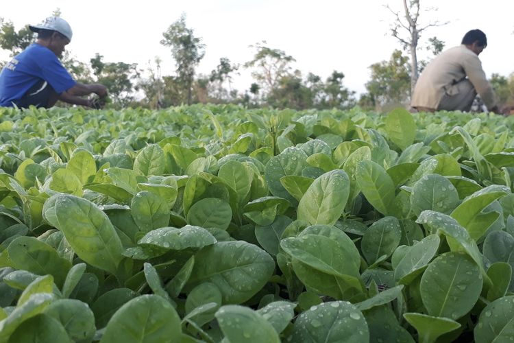 Petani segera melihat tanaman tembakau setelah diguyur hujan, Selasa (19/8/2025)