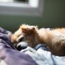 Ketahui, Ini 5 Gaya Tidur Anjing dan Artinya