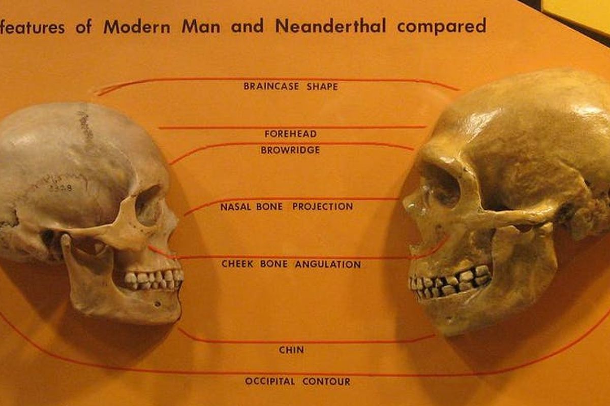 Perbandingan tengkorak Homo sapiens dengan Neanderthal