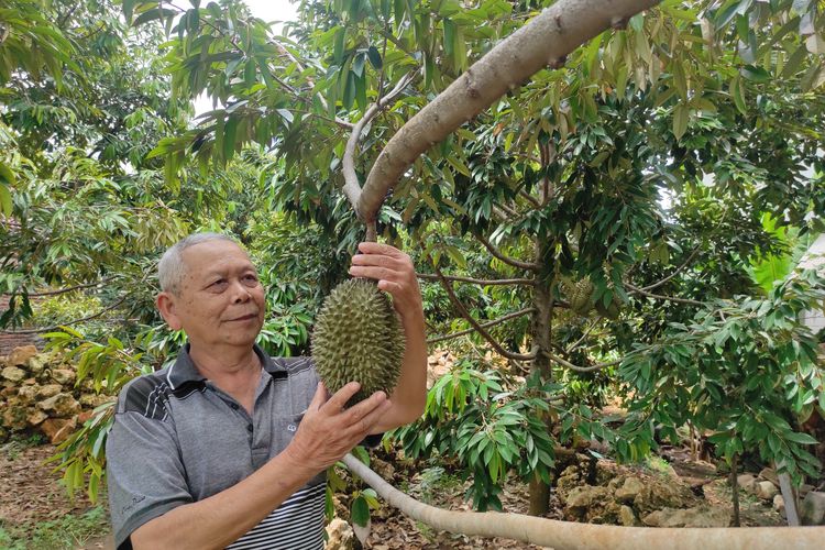  Margono (74) nampak sumringah menunjukkan buah durian yang masih tersisa di kebun miliknya, Sabtu (3/2/2024). (KOMPAS.COM/NUR ZAIDI).