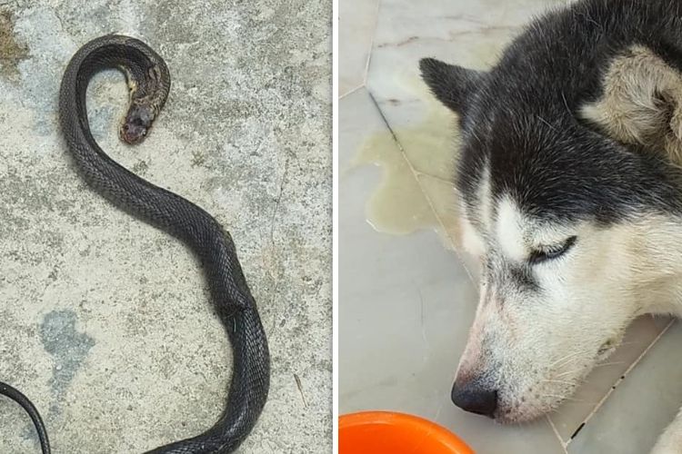 Dai Bao (kanan), seekor anjing berjenis husky di Perak, Malaysia, mati saat melindungi keluarga majikannya dari ular kobra.