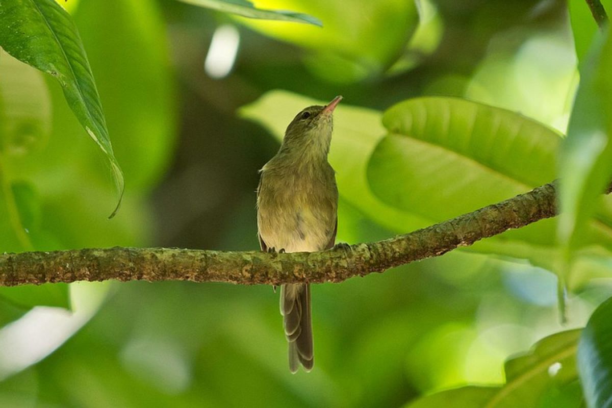 Burung Seychelles warbler (Acrocephalus sechellensis) masih melindungi dan membesarkan generasi kedua atau cucunya.