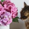 Bahaya Tanaman Hydrangea untuk Kucing, Bisa Sebabkan Keracunan