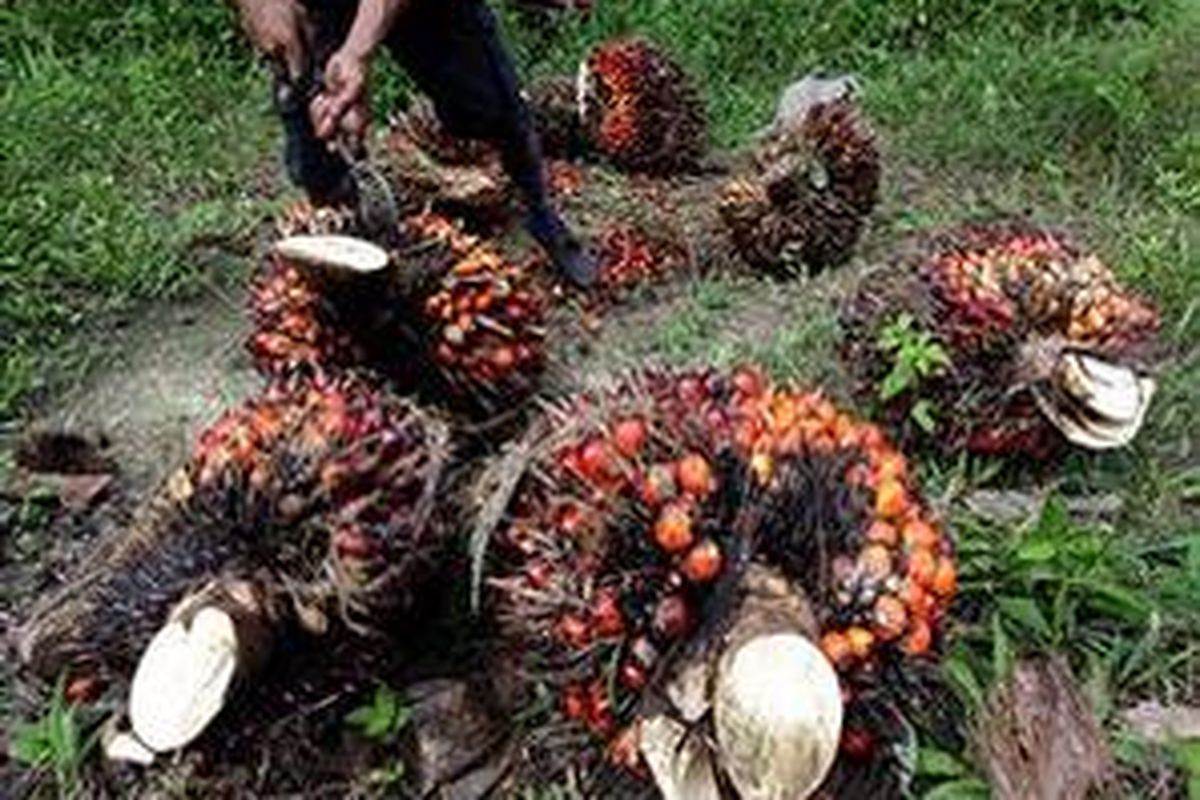 Tandan kelapa sawit yang sudah kosong bisa digunakan untuk bahan tripleks.