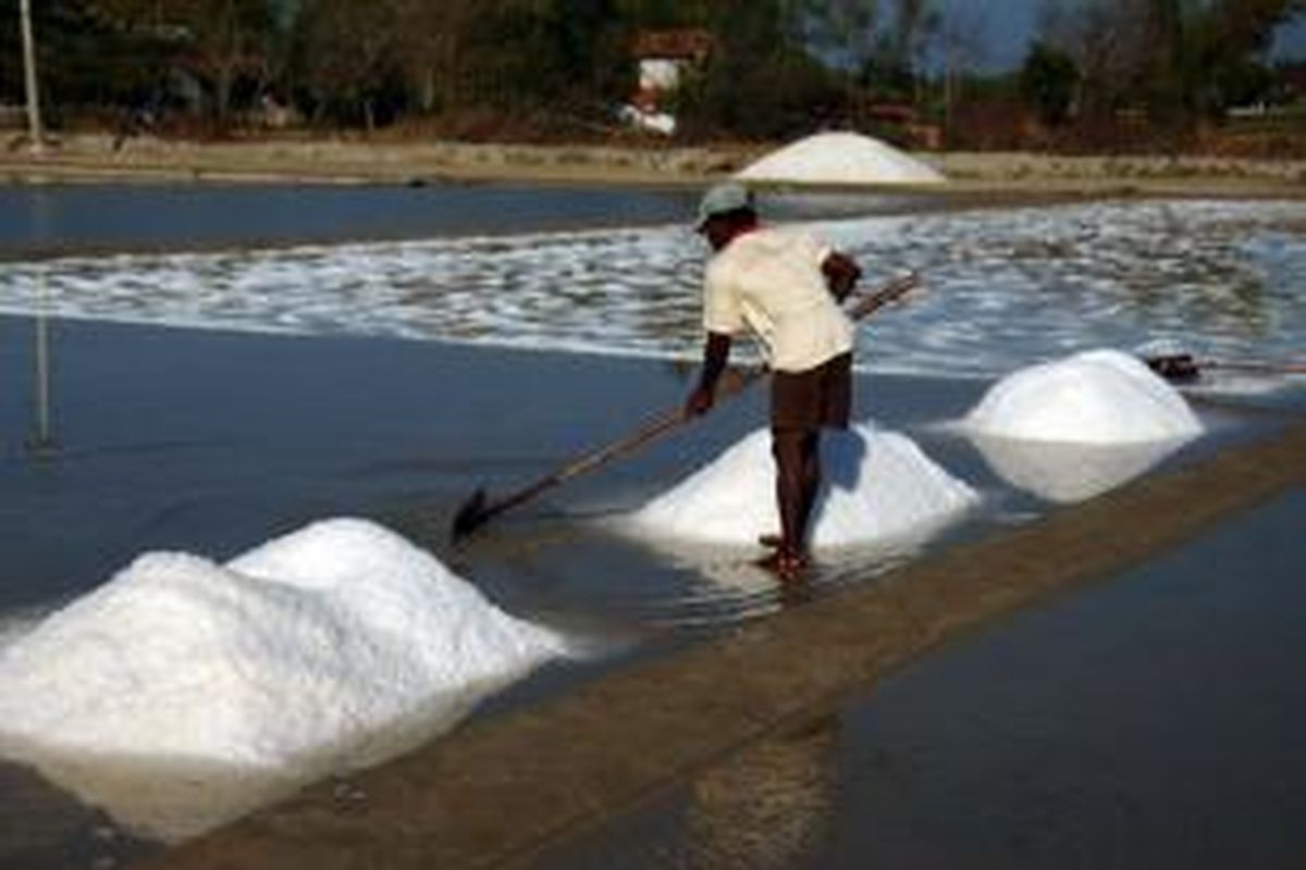 Petani garam di Desa Majungan, Kecamatan Pademawu, Pamekasan sudah ada yang panen dua kali, namun garam mereka belum dibeli PT Garam. 