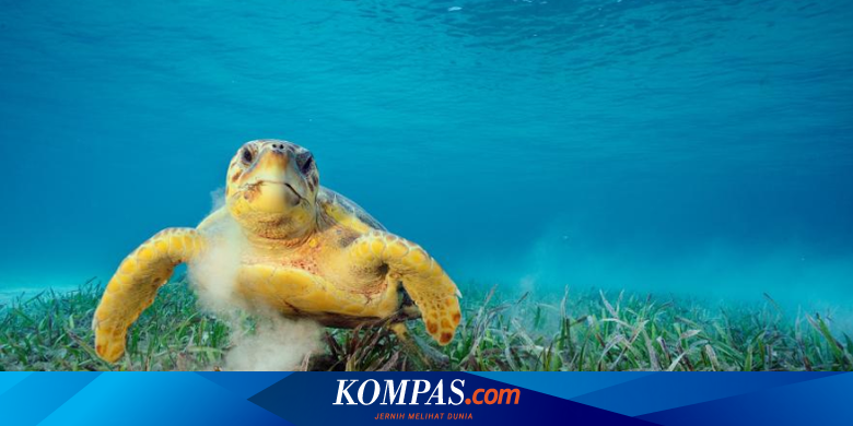 Serba-serbi Hewan: Tempurung Penyu jadi Rumah 100.000 Hewan Kecil