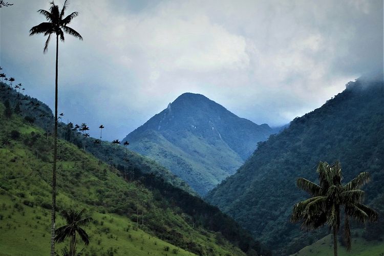 Lembah Cocora, Kolombia, salah satu inspirasi latar pada film Encanto.