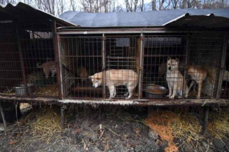 Anjing-anjing ditempatkan dalam kandang di sebuah perternakan anjing di Korea Selatan.