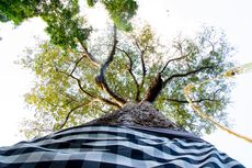 Video Viral Turis Berpose Telanjang di Pohon Keramat, Kadispar Bali: Akan Ditindak Tegas