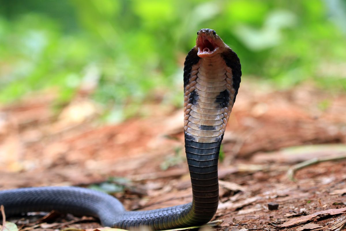 Ilustrasi ular kobra Jawa atau Javan spitting cobra (Naja sputatrix) banyak dijumpai di permukiman di Jakarta dan sekitarnya. Ular berbisa, taring ular.
