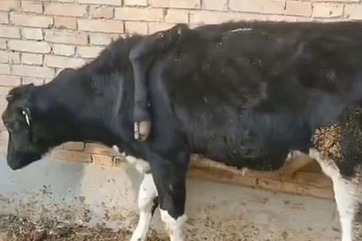 Sapi berkaki lima di provinsi Shaanxi, China. Sapi ini memiliki kelainan polymelia atau anggota tubuh ekstra.