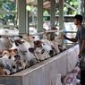 10 Daerah Penghasil Sapi Terbanyak di Indonesia