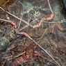 Budidaya Lobster Pakai Kerangkeng Dinilai Lebih Baik ketimbang Keramba Jaring Apung