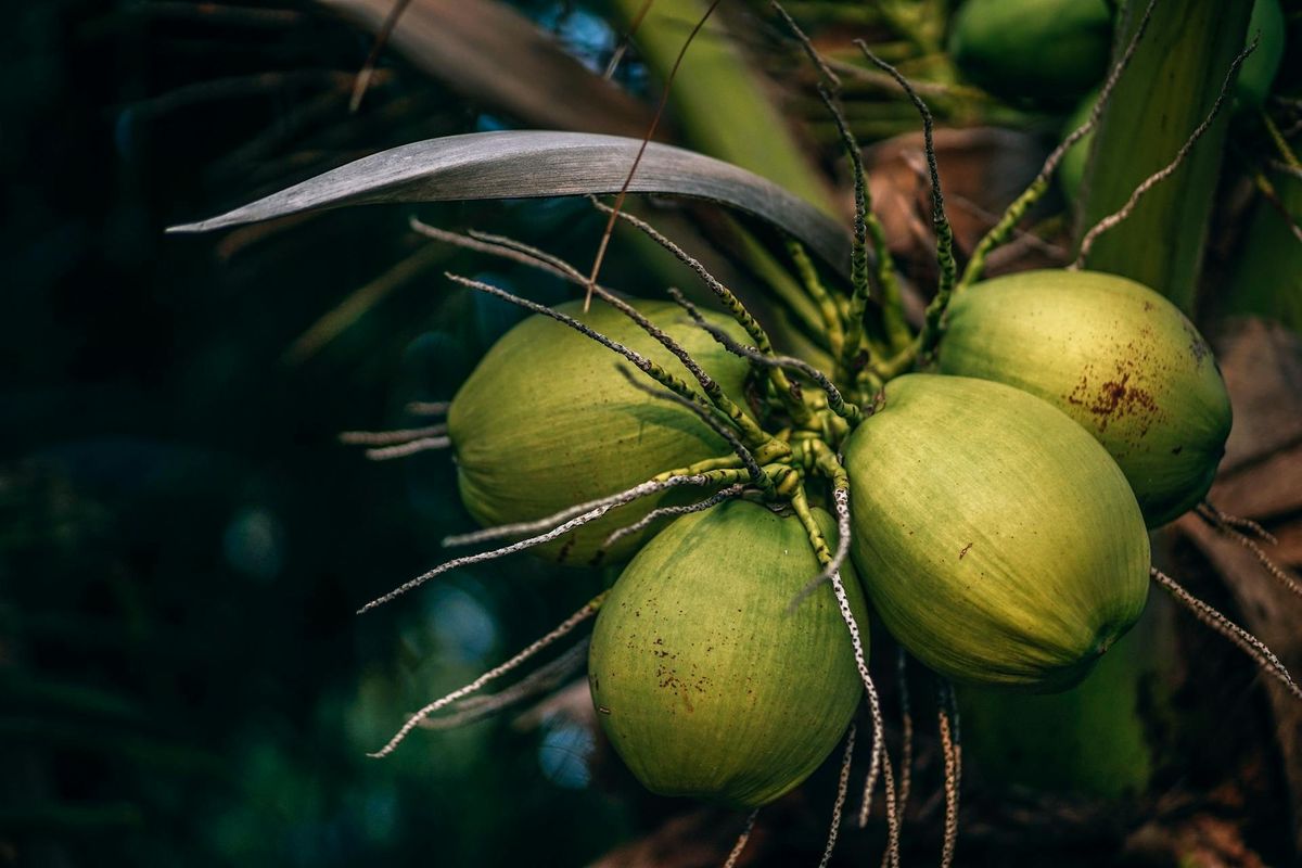 Ilustrasi kelapa, buah kelapa. 