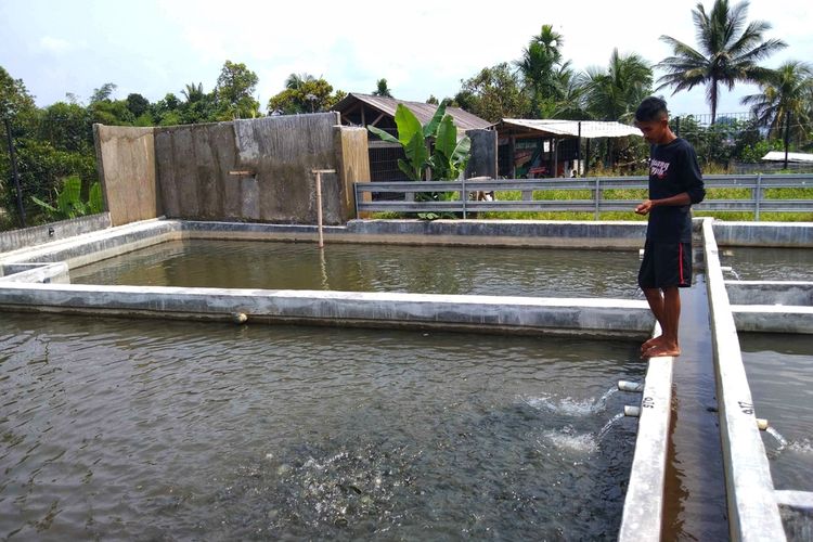 Ilustrasi kolam ikan budidaya berbentuk persegi panjang. 