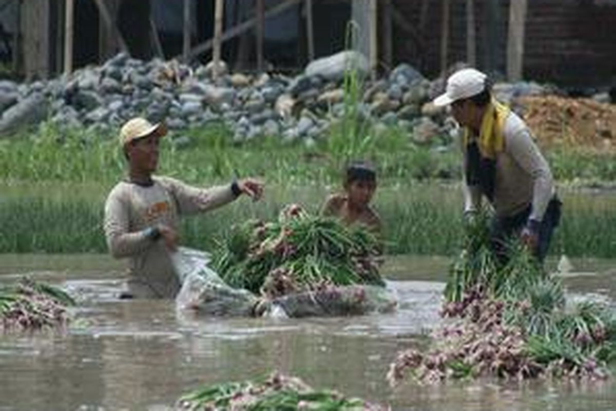Kehilangan benih - Petani bawang di Desa Sidamulya, Kecamatan Wanasari, Kabupaten Brebes, masih mencoba menyelamatkan tanaman bawang merahnya, Minggu (22/11). Setelah terendam banjir pada Sabtu lalu, tanaman bawang merah di daerah ini mulai membusuk. Akibatnya, petani merugi miliaran rupiah dan terancam kehilangan benih untuk musim tanam tahun 2009.   