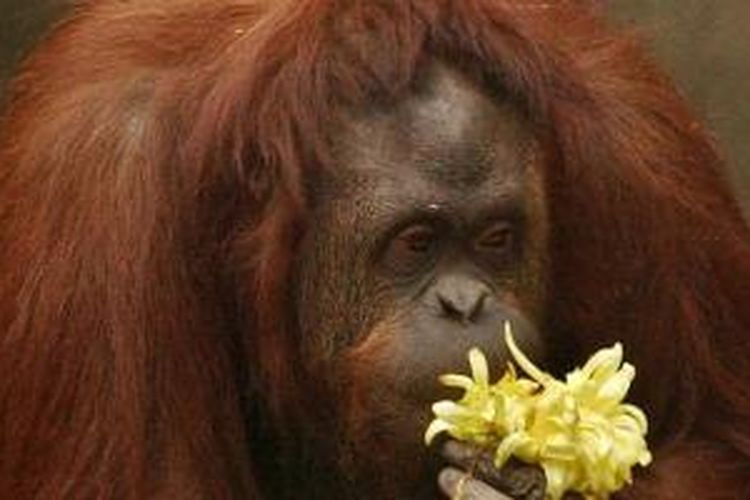 Sandra seekora orangutan betina sudah tinggal di kebun binatang Buenos Aires, Argentina selama dua dekade.