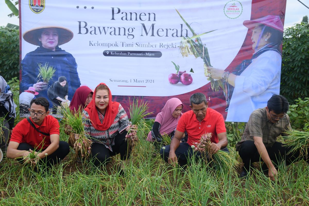 Wali Kota Semarang Hevearita Gunaryanti Rahayu panen bawang merah bersama Kelompok Tani Sumber Rezeki, Kelurahan Purwosari, Kecamatan Mijen, Kota Semarang, Jumat (1/3/2024). 