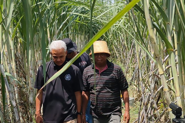 Calon presiden nomor urut 3 Ganjar Pranowo (kiri) berjalan bersama petani tebu di daerah Nganjuk, Jawa Timur, Jumat (12/1/2024).