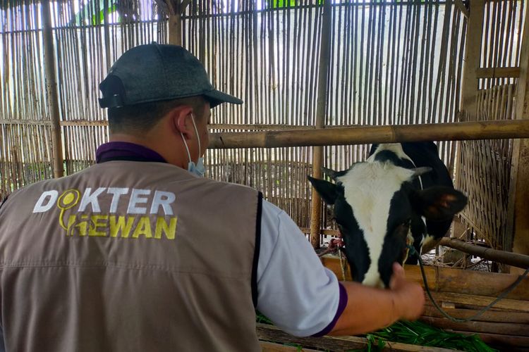 Dokter hewan dari Perhimpunan Dokter Hewan Indonesia (PDHI) Jatim sedang memeriksa kondisi hewan ternak terdampak erupsi Semeru di tempat penampungan Pronojiwo, Lumajang, Jawa Timur pada Selasa (7/12/2021) siang.
