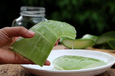 Benarkah Lidah Buaya dapat Memanjangkan Rambut Lebih Cepat?